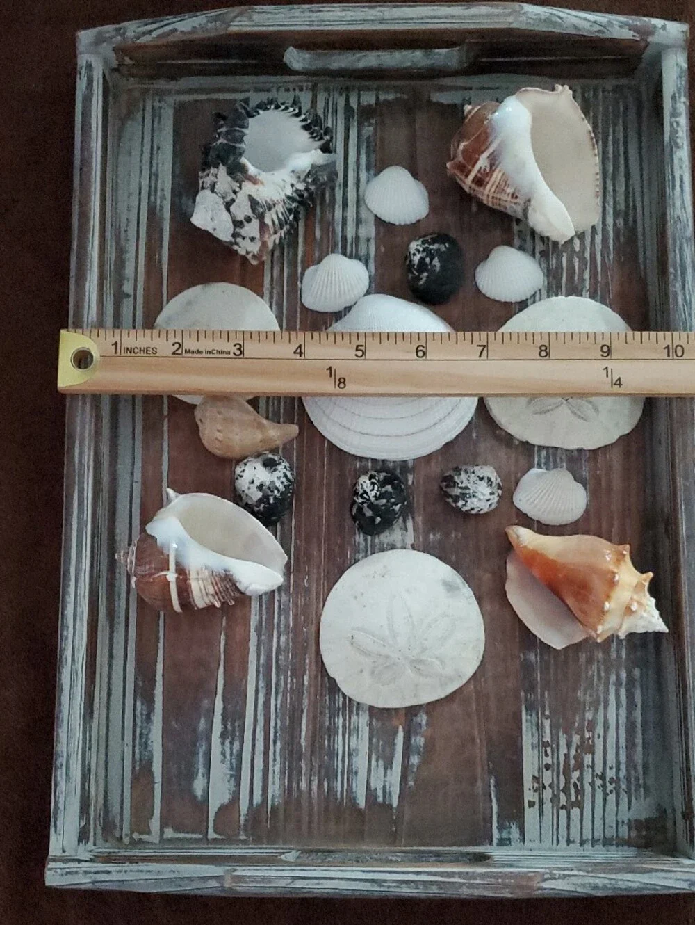 Natural Seashells Beach Coastal Decor Crafts Nautical